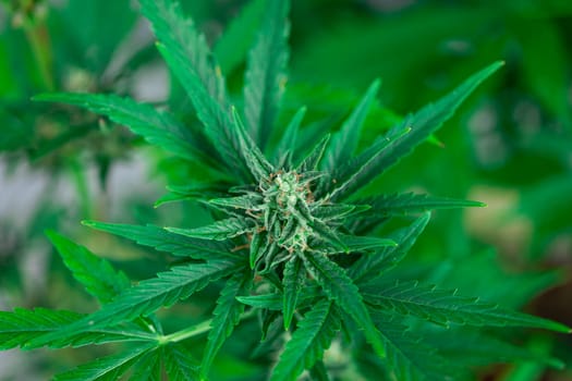 Cannabis leaves, Hemp medical plant, Marijuana