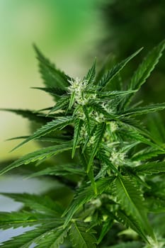 Cannabis leaf and marijuana plant. medical marijuana cannabis