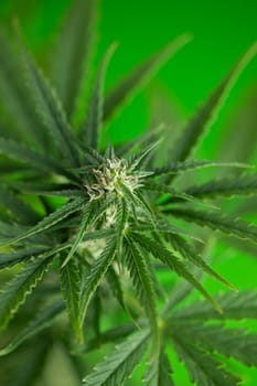 Close up view of green marijuana plant