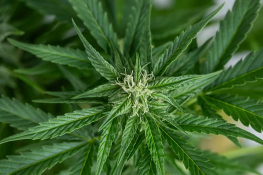 Close up view of green marijuana plant