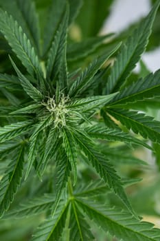 Marijuana, cannabis plant. cannabis plant