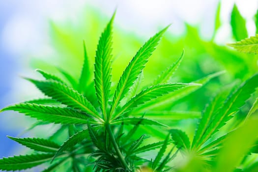 Cannabis leaves, green background, close up, marijuana
