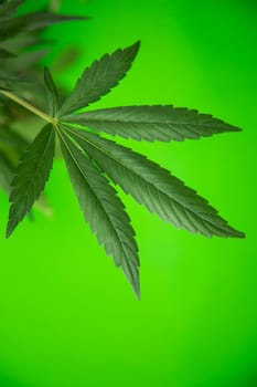 Marijuana, cannabis plant. cannabis plant