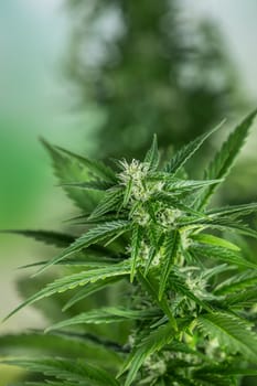 Marijuana, cannabis plant. cannabis plant
