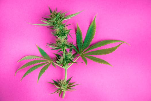 Flat lay composition, cbd, Cannabis leaves with marijuana