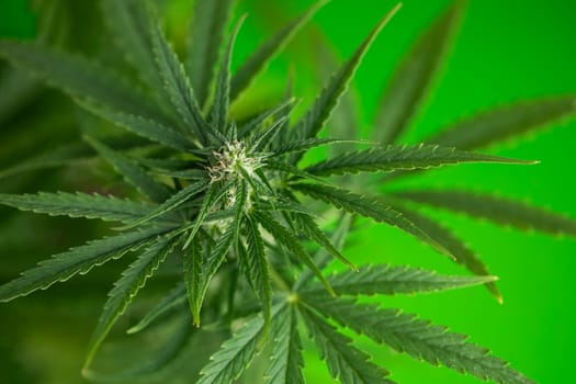 Marijuana, cannabis plant. cannabis plant