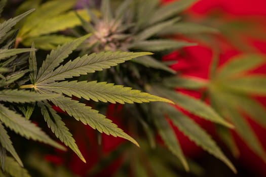 Green cannabis flowers, Weed medicine leaf, Marijuana
