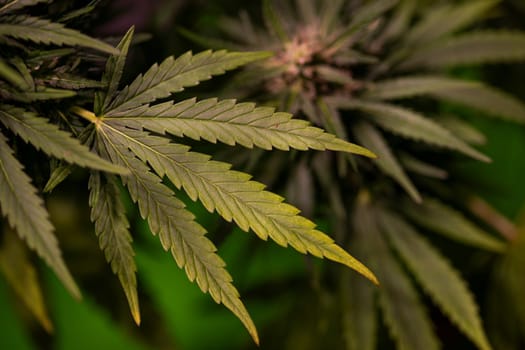 Green cannabis flowers, Weed medicine leaf, Marijuana