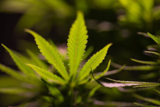 Cannabis leaves, Hemp medical plant, Marijuana