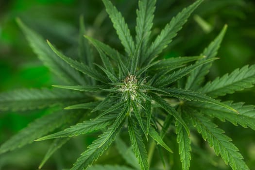 Cannabis leaf and marijuana plant. medical marijuana cannabis