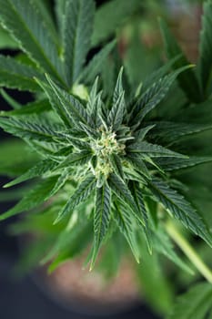 Cannabis leaves, Hemp medical plant, Marijuana