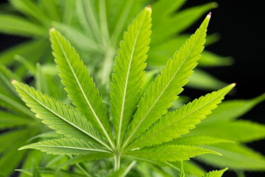 Close up view of green marijuana plant