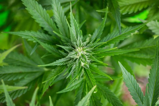 Close up view of green marijuana plant