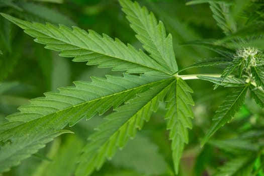 Close up view of green marijuana plant