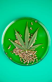 Oil cbd, cannabis and hemp leaves, medical marijuana concept
