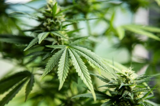 Cannabis leaves, Hemp medical plant, Marijuana