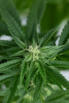 Cannabis leaves, Hemp medical plant, Marijuana
