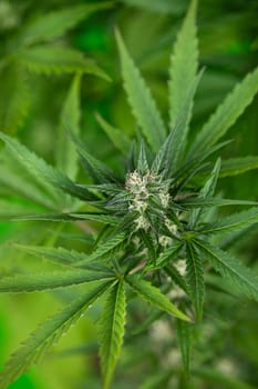 Cannabis leaf and marijuana plant. medical marijuana cannabis