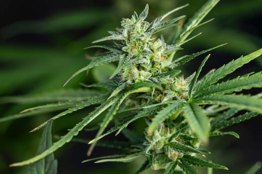Cannabis leaves with marijuana, cbd concept