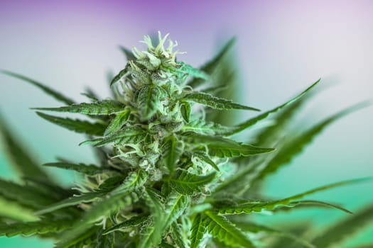 Cannabis leaf and marijuana plant. medical marijuana cannabis