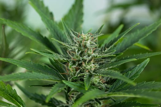 Close up view of green marijuana plant