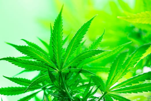 Cannabis leaves, Hemp medical plant, Marijuana