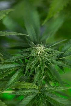 Cannabis leaves, green background, close up, marijuana