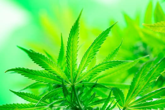 Cannabis leaves, Hemp medical plant, Marijuana
