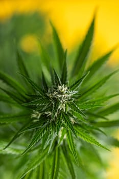 Cannabis leaf and marijuana plant. medical marijuana cannabis
