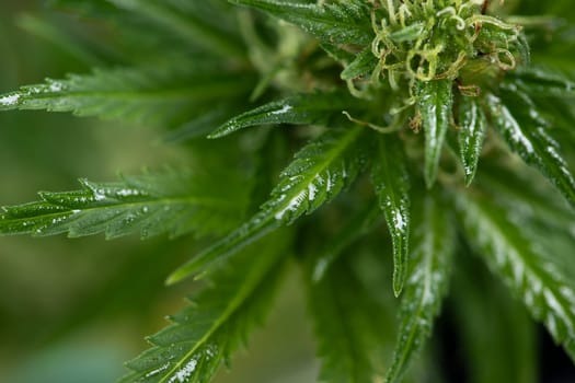 Marijuana plant with medical cannabis, cbd