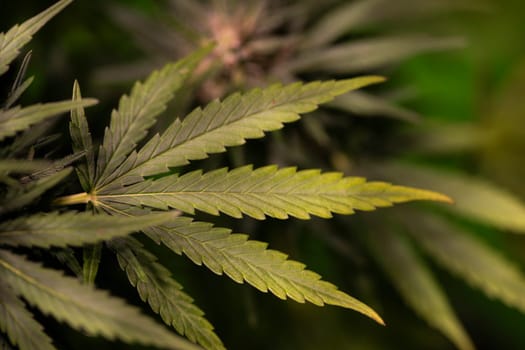Green cannabis flowers, Weed medicine leaf, Marijuana