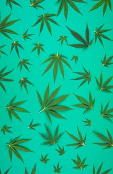Cannabis leaves with marijuana, cbd, Flat lay composition