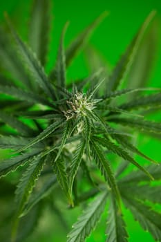 Marijuana, cannabis plant. cannabis plant