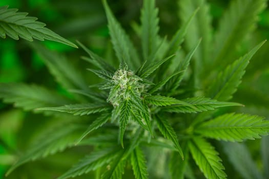 Cannabis leaf and marijuana plant. medical marijuana cannabis