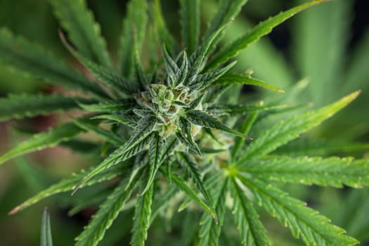 Marijuana plant with medical cannabis, cbd