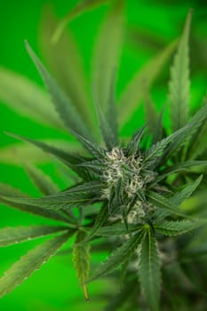 Close up view of green marijuana plant