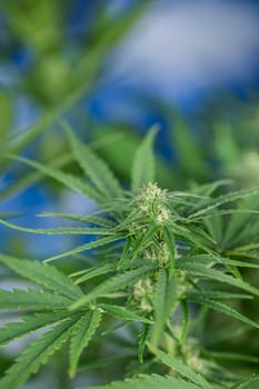 Marijuana, cannabis plant. cannabis plant