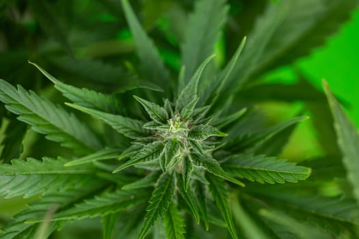 Close up view of green marijuana plant