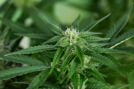 Cannabis leaf and marijuana plant. medical marijuana cannabis