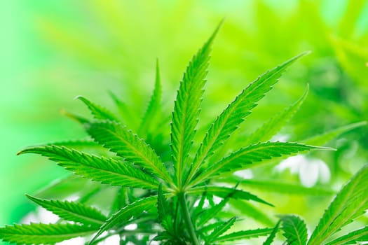 Green cannabis flowers, Weed medicine leaf, Marijuana