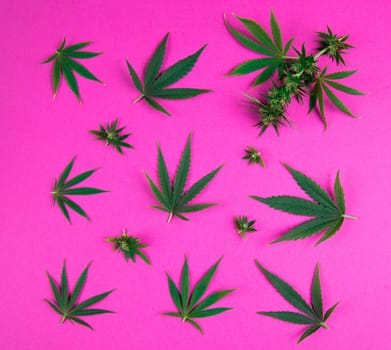 Flat lay composition, cbd, Cannabis leaves with marijuana