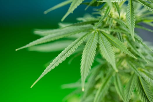 Cannabis leaves, Hemp medical plant, Marijuana