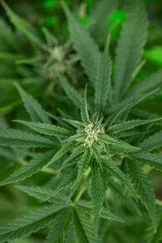 Close up view of green marijuana plant