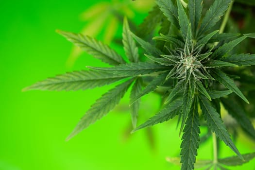 Marijuana, cannabis plant. cannabis plant