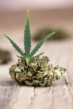 Marijuana, cannabis bud and weed, cbd concept