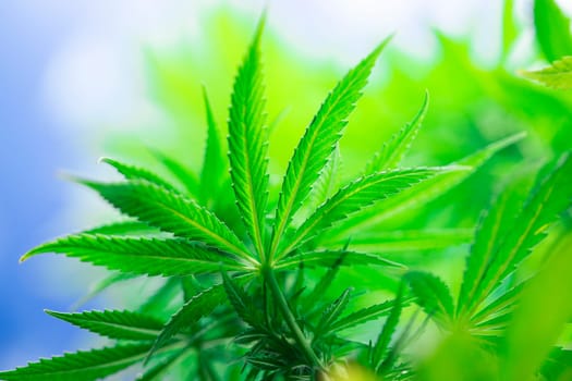 Close up view of green marijuana plant