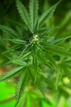Close up view of green marijuana plant