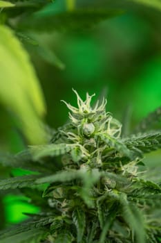 Cannabis leaves, green background, close up, marijuana