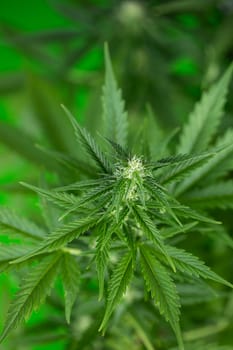 Close up view of green marijuana plant