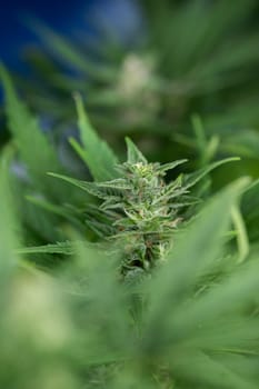 Cannabis leaves, green background, close up, marijuana
